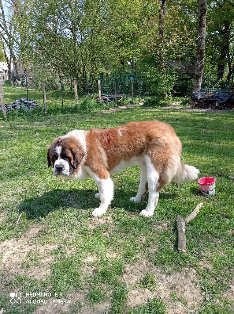 Ryo Du Bois Des Nours