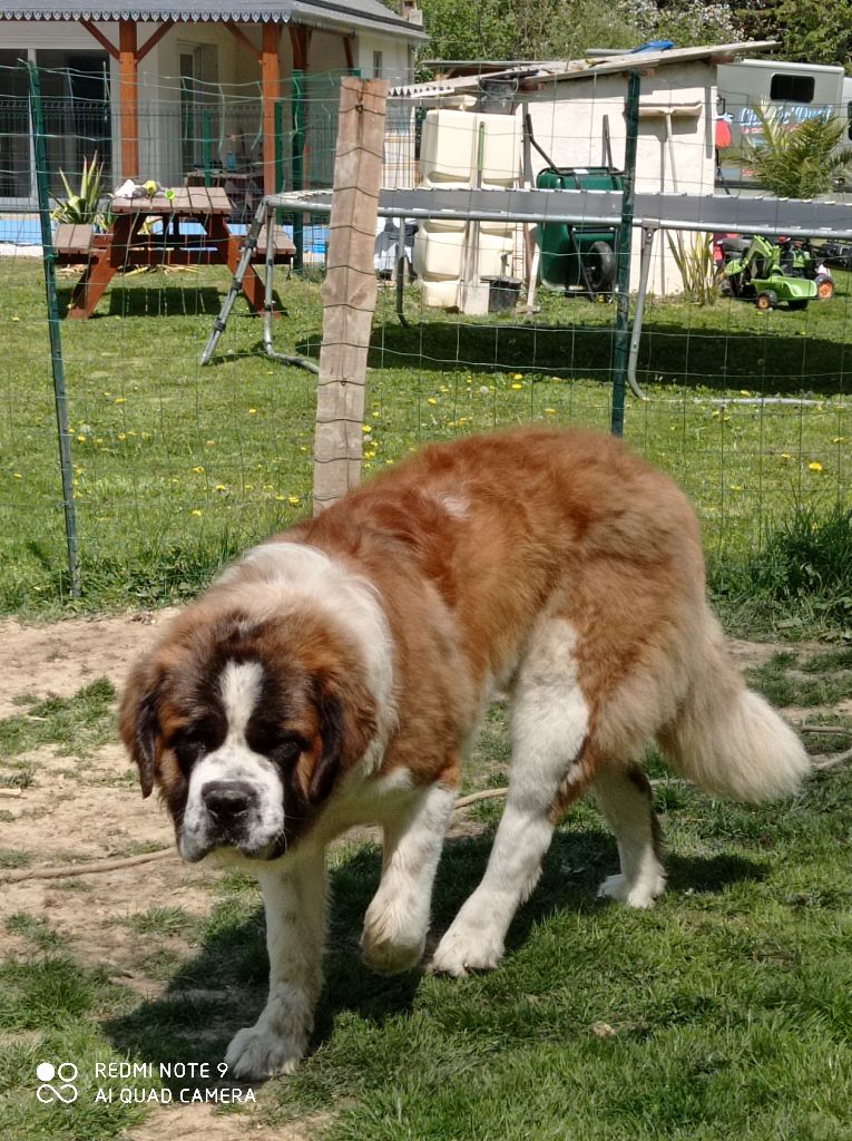 Ryo Du Bois Des Nours