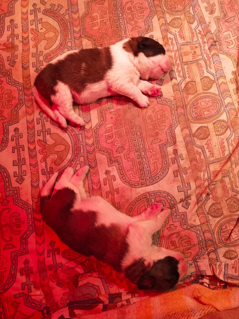 Les bébés ont 1 semaine
