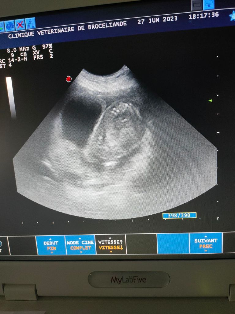 Naissance à venir